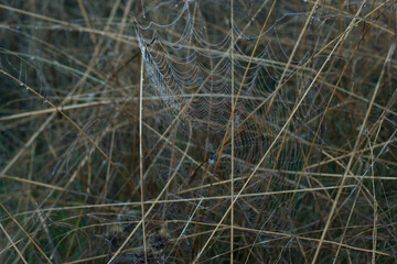 pajęczyna trawa brąz natura rośliny
