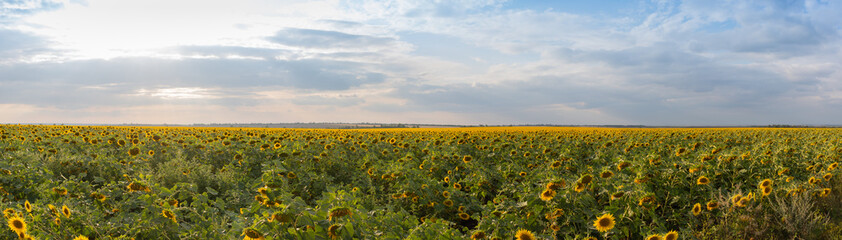 Beautiful panorama. Rural landscape sunflowers field on blue sky with clouds background
