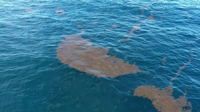 Sargasso sea plastic waste aerial drone view over west indies Martinique