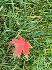 red leaf