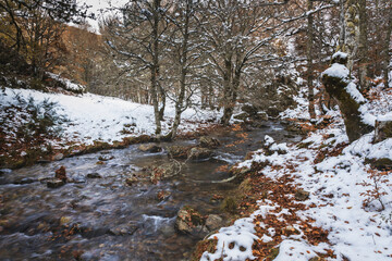 Snowy river surrounded by trees in the pine forest during autumn