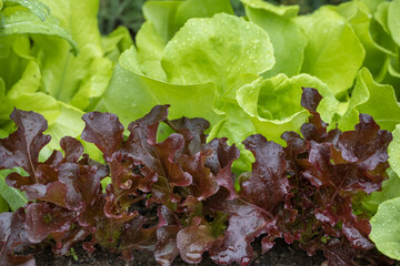 Brown and green lettuce leaves