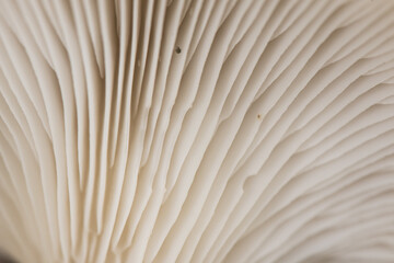 Pleurotus ostreatus Oyster mushroom delicious fungus growing wild on decaying logs ash gray above creamy white in blades and stipite