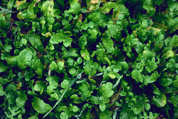 Texture of green leaves after rain, nature background.