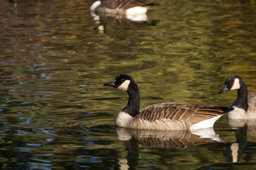 Canada Goose Swimming in a Pond