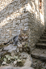 Tabby cat green eyed looking at camera, sitting on a stone wall of an old medieval village