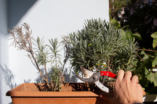 Pruning Lavandula angustifolia - English Lavender cutting dead stems of the planet for better growth
