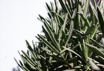 Lavandula Angustifolia - English Lavender foliage close up with text space concept image