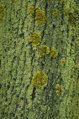 Close up bark of the tree covered with green moss.