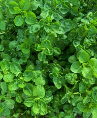 Bright green leafs with shiny dew drops.Beautiful botany background with copy space.