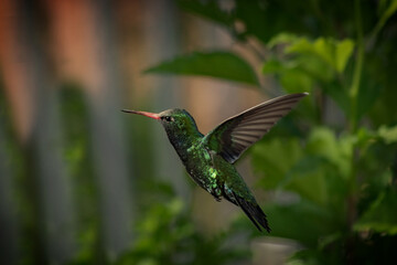 hummingbird in flight