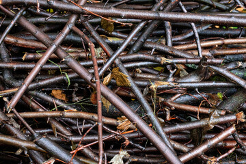 Close up wet branches, macro photo stacks of wooden sticks.