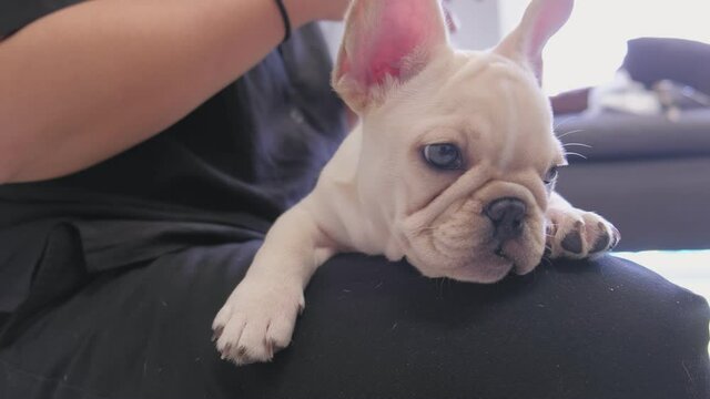 Cute young white French bulldog lying on woman owner's body