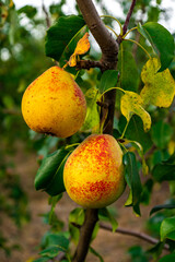 Ripe yellow pear on a branch of a fruit tree