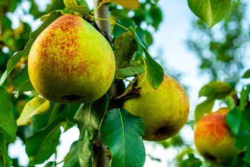 Ripe yellow pears in the orchard. Close up