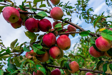A branch with many apples in the orchard. Close up