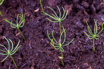 he seedlings or very young shoots of spruce on the soil