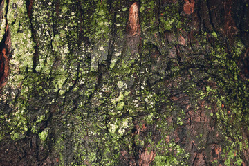 Close up bark of the tree covered with green moss.