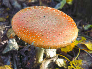 beautiful red smooth fly agaric grows in the forest