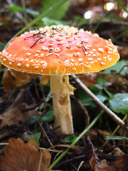 beautiful red smooth fly agaric grows in the forest