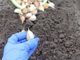 Garlic clove in hand against the background of planting material and beds, close - up-the concept...