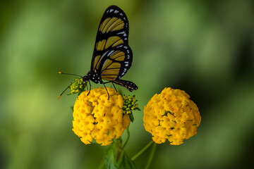 Themisto amberwing Butterfly (Methona themisto) feeding on yellow verbena.