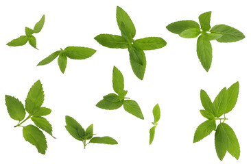 Fresh peppermint leaves isolated on white, top view