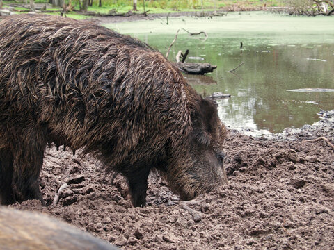 female wild boar (Sus scrofa) digging in loose soil, Wildgehege (Game Preserve) Kl&ouml;vensteen, Hamburg, Germany