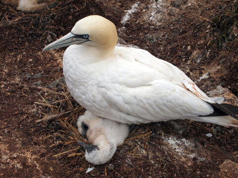 northern gannet (Morus bassanus), parent with young at Heligoland, Germany