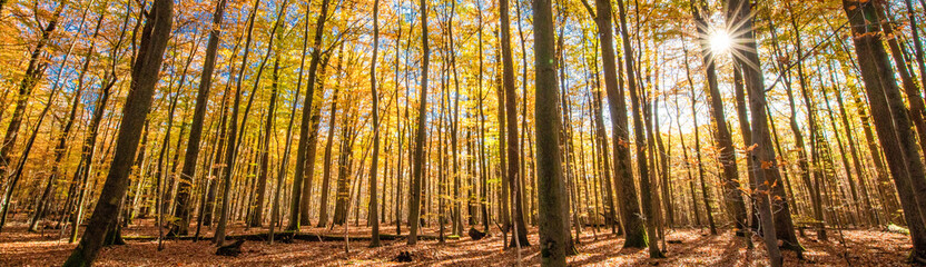 Buchenwald im Licht der untergehenden Sonne