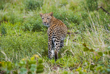Fototapeta na wymiar Leopard, leopard photo from behind, leopard walking on the grass in Africa