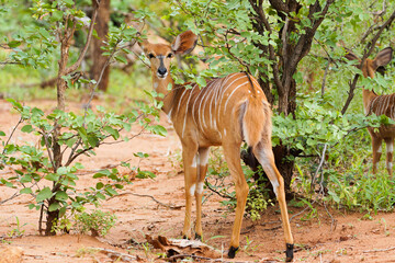 Kudu female antelope, Kudu antelope in Africa, striped antelope, Tragelaphus strepsiceros  © Антон Земских