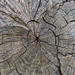 texture of a cracked tree, beautiful wood