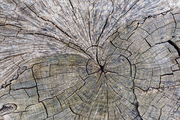Fototapeta premium texture of a cracked tree, beautiful wood