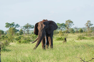 Fototapeta premium Elephant walks on the savanna, African elephant, elephant with tusks