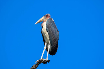 Leptoptilos, Marabou, stork Marabou, Marabou sits on a branch
