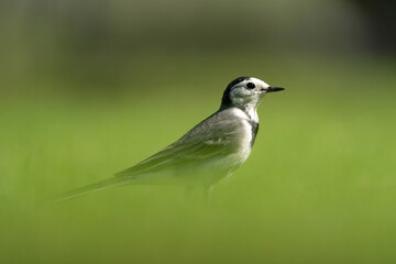 White Wagtail in a park in Doha, Qatar