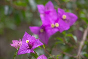 flor lil&aacute;s no jardim, bela flor entre as folhas verdes, flor lil&aacute;s com folhas verdes no jardim