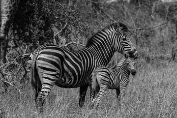 Fototapeta na wymiar Zebras in Africa, zebra with baby, zebra foal, mother and baby