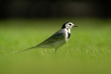 White Wagtail in a park in Doha, Qatar