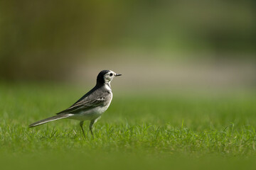 Fototapeta premium White Wagtail in a park in Doha, Qatar