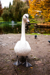 white swans in a city park on a pond