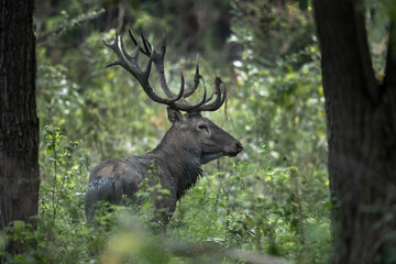 Red deer with big antlers in forest