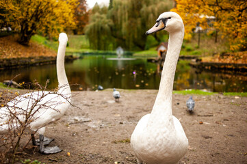 white swans in a city park on a pond