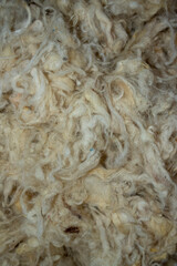 
texture image of sheep wool