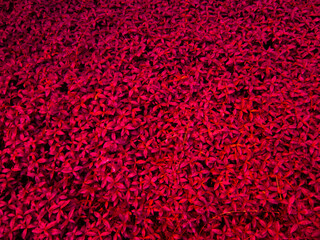 Red background in the form of red leaves.