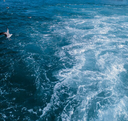 Fototapeta na wymiar A beautiful sea and white foams. Seagulls flying and swimming in the sea.