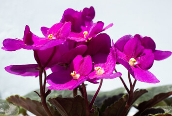 Isolated velvety detailed pink African Violet blossoms in closeup against a background  