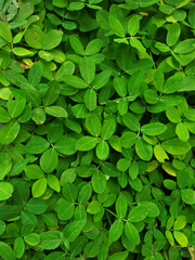 green leaves background