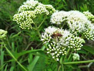 flower in the garden